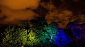 Színes fényekben pompáznak esténként a Margitsziget fái