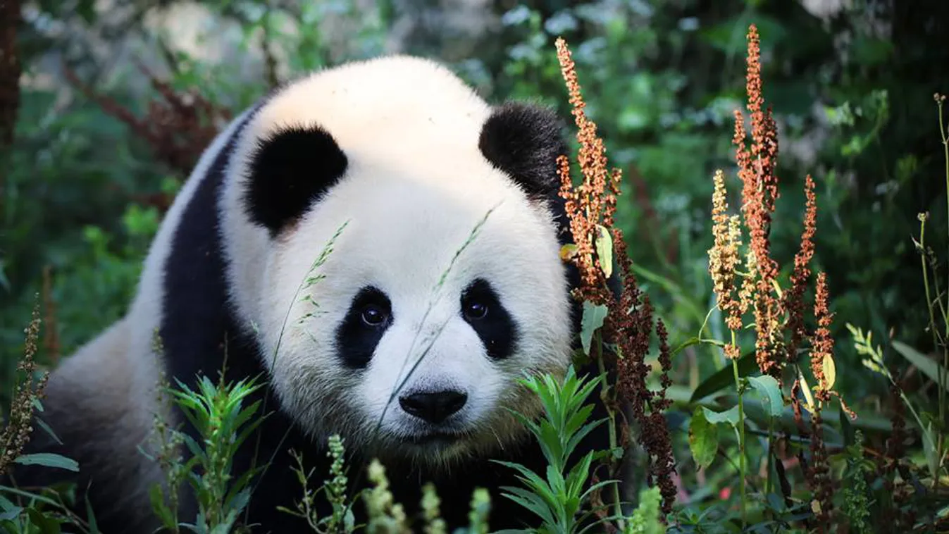 Berlin is pandalázban ég
