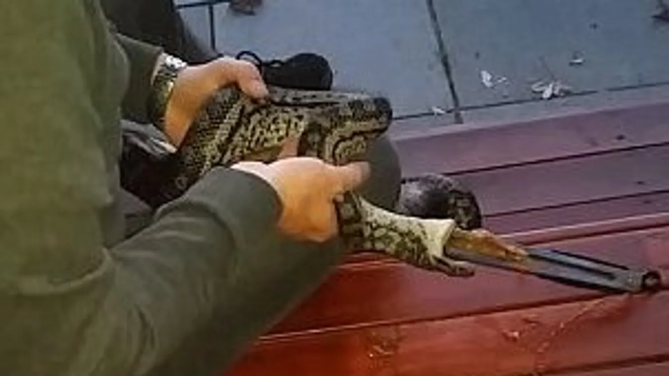 Egy fél konyhát pakoltak már ki a kígyó gyomrából gazdái