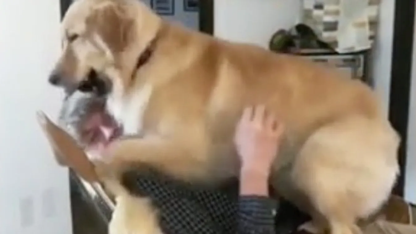 Pont ilyen, amikor egy golden retriever nem hagy dolgozni - videó