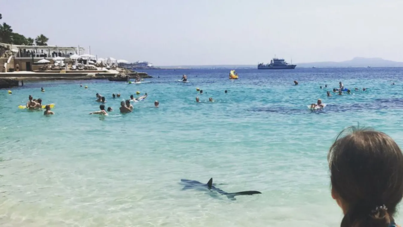 Sérült kékcápa okozott riadalmat Mallorca strandjain