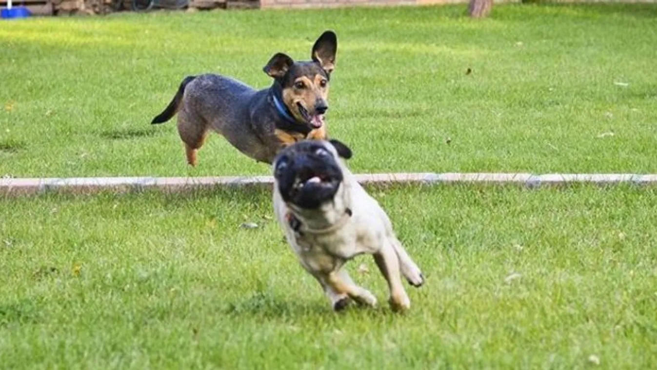 Tubi füle vagy a mopsz feje cukibb?
