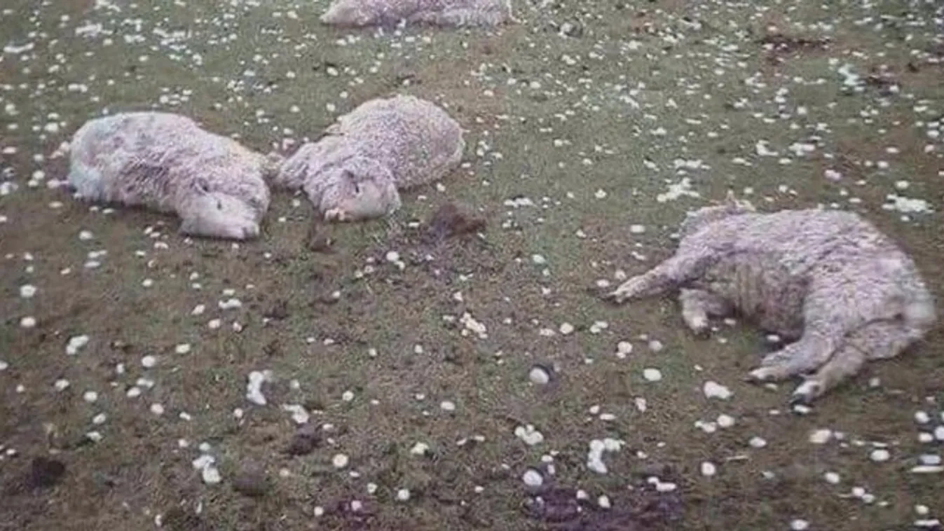 Állatokat ölt a jégeső