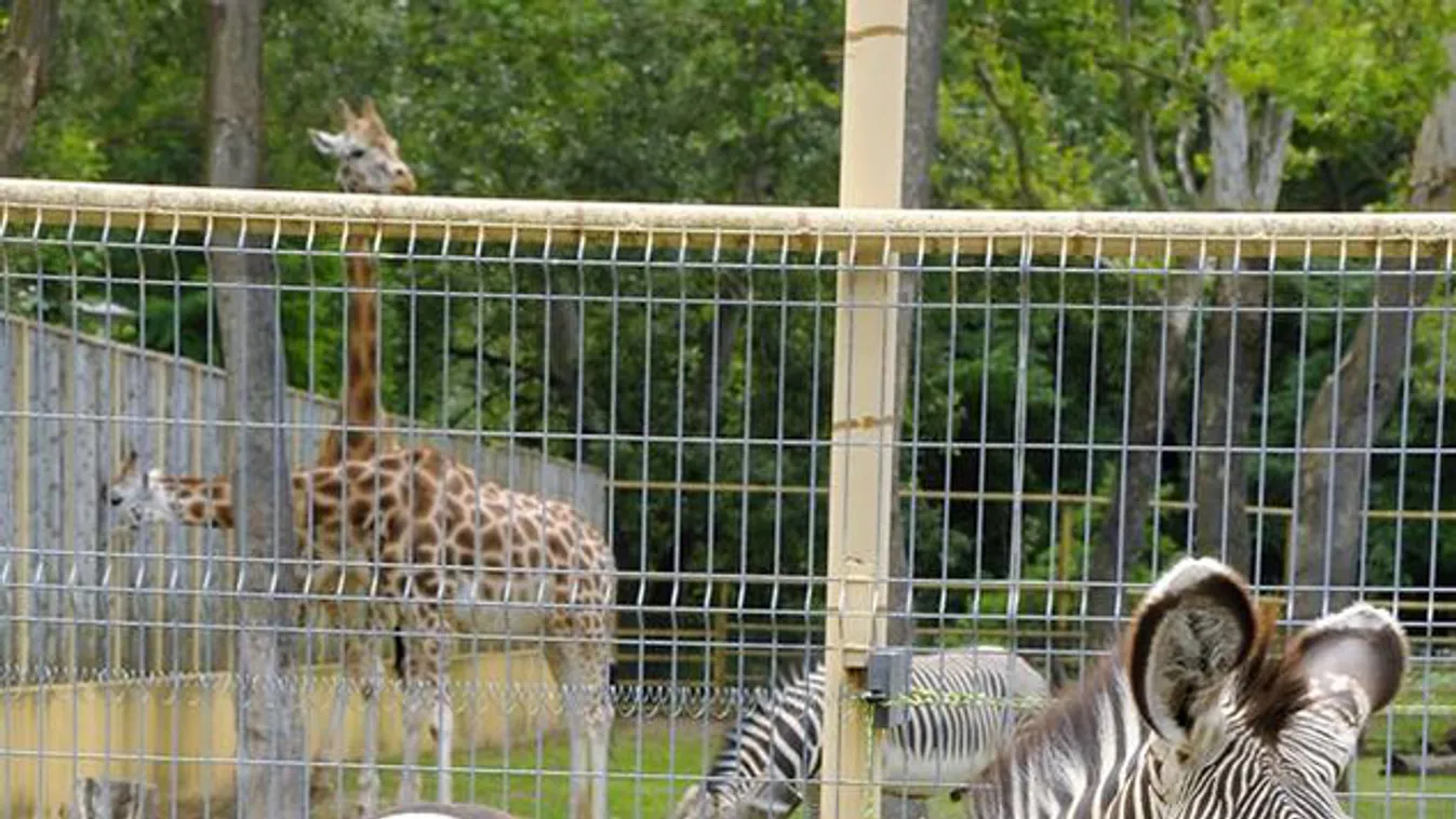 Különleges zebra született Nyíregyházán