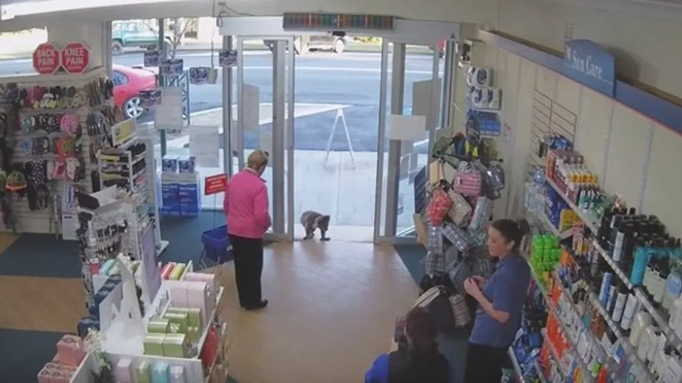 Egy kíváncsi koala beugrott a gyógyszertárba nézelődni – videó