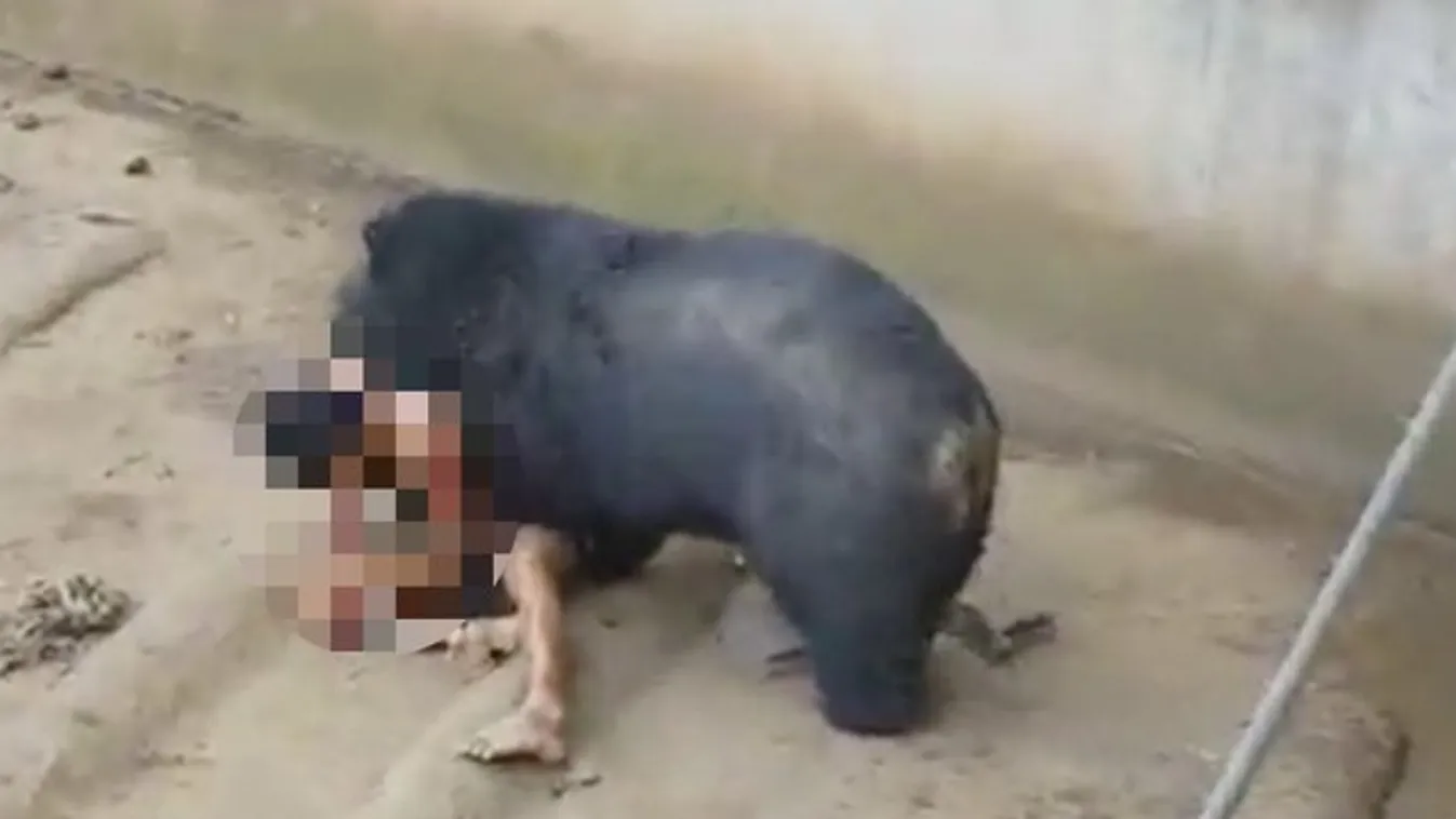 Kis híján darabokra szaggatta a medve az őt etető férfit - 18+ videó