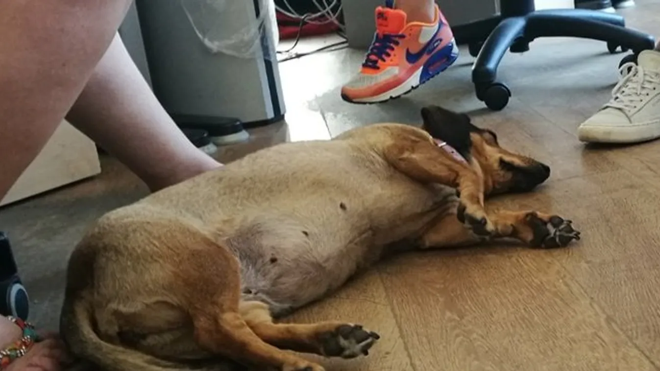 Tubi tudja mit kell tenni, hogy túléljük a pénteket