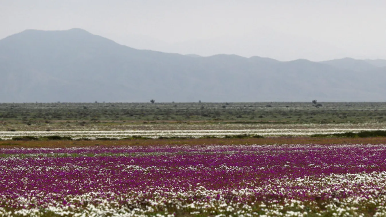 Pompás látvány a kivirágzott Atacama-sivatag