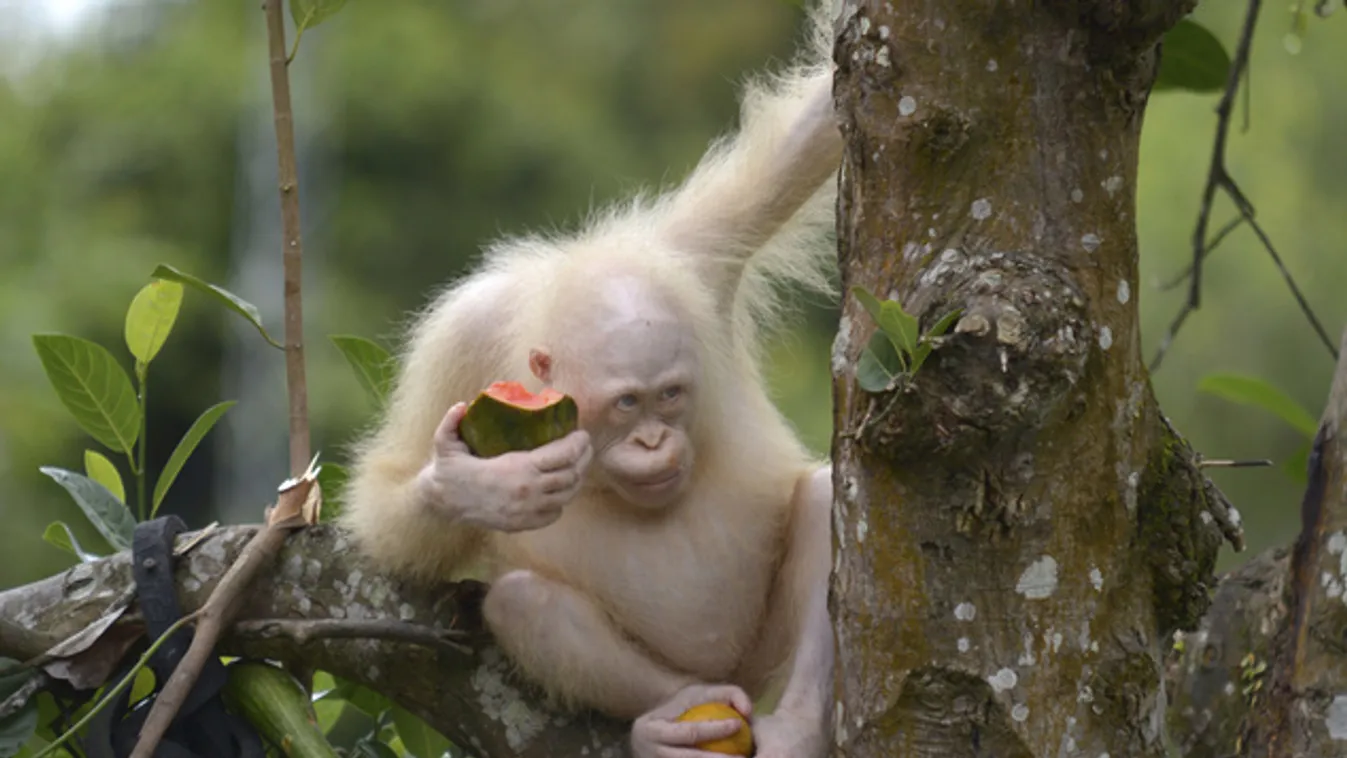 Saját rezervátumot kaphat Alba, a Borneón talált albínó orangután
