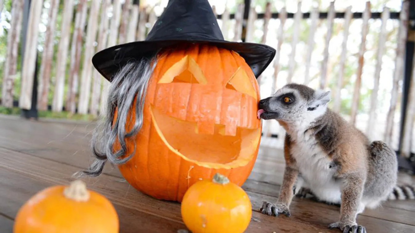 A legtökösebb gyűrűsfarkú maki Ausztráliában várja a Halloween-t