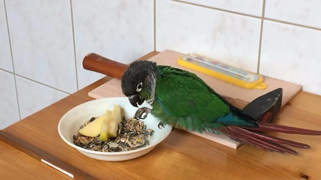 Királyok életét éli a szökött papagáj