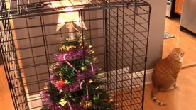 Ketrectől lesz macskabiztos a karácsonyfa! vicces fotók