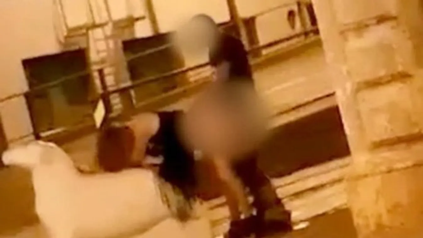 A birka legalább kőből volt – nem úgy a férfi, aki az állaton tette magáévá barátnőjét – videó 18+