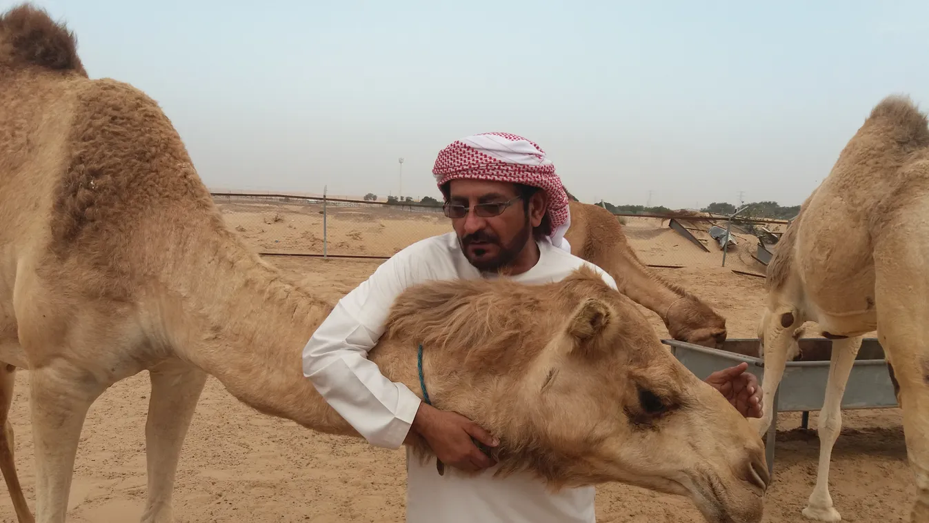 Futtató pályával felszerelt tevekórház nyílt Dubajban