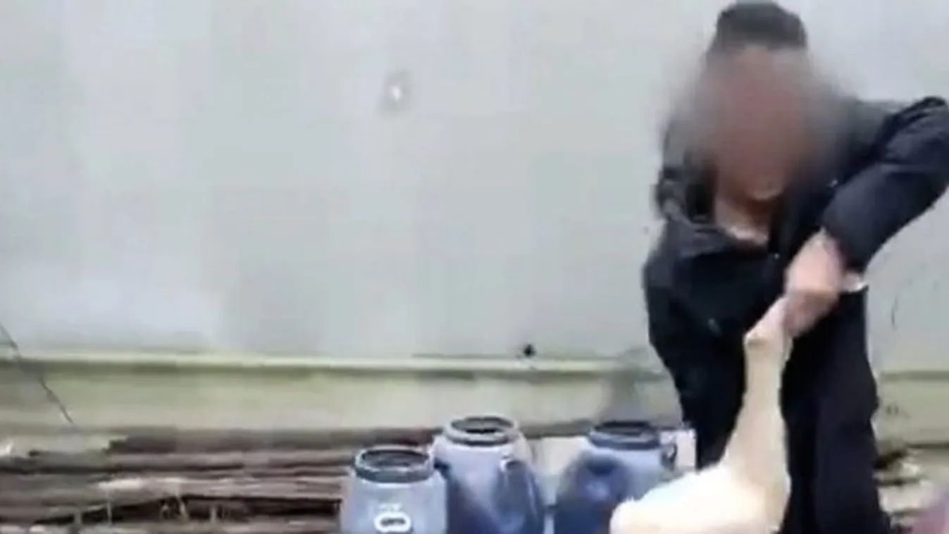 Sokkolta a kínaiakat, ahogy ez a gazda lealjasodik