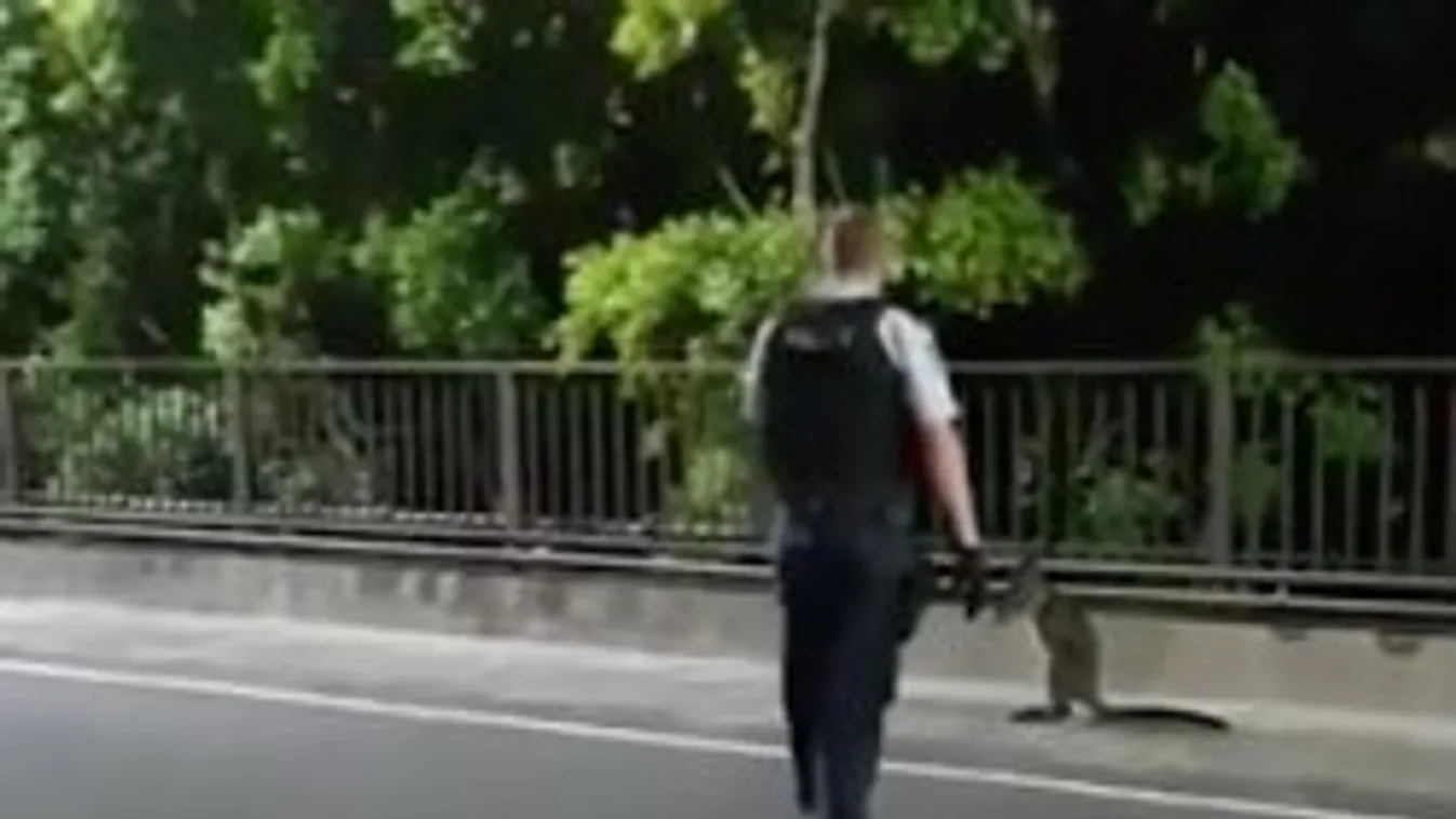 Különleges szökevénnyel akadt dolga az ausztrál rendőröknek – videó
