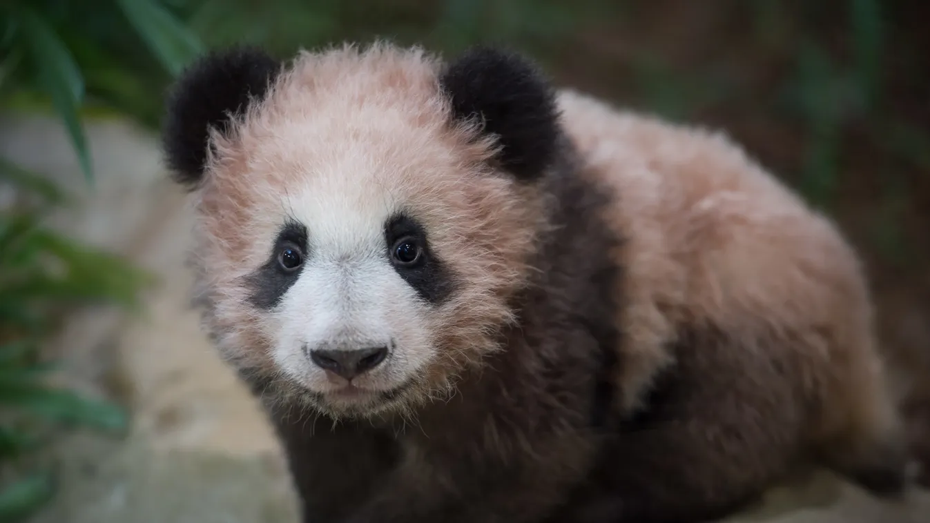 Debütált a látogatók előtt az első francia pandabébi