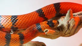 Szeretne kávézás közben kígyókkal barátkozni? Itt megteheti