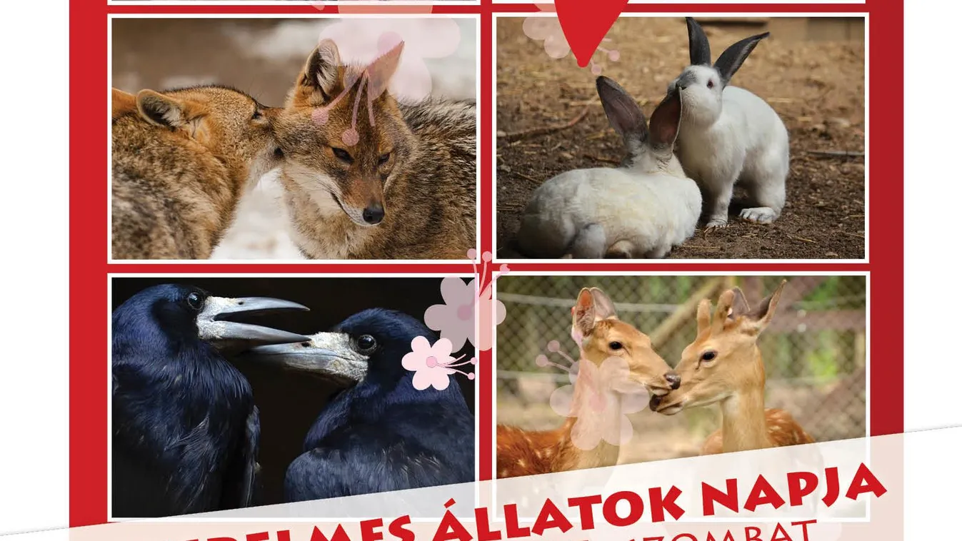 Nézzen szerelmes állatokat a Budakeszi Vadasparkban!