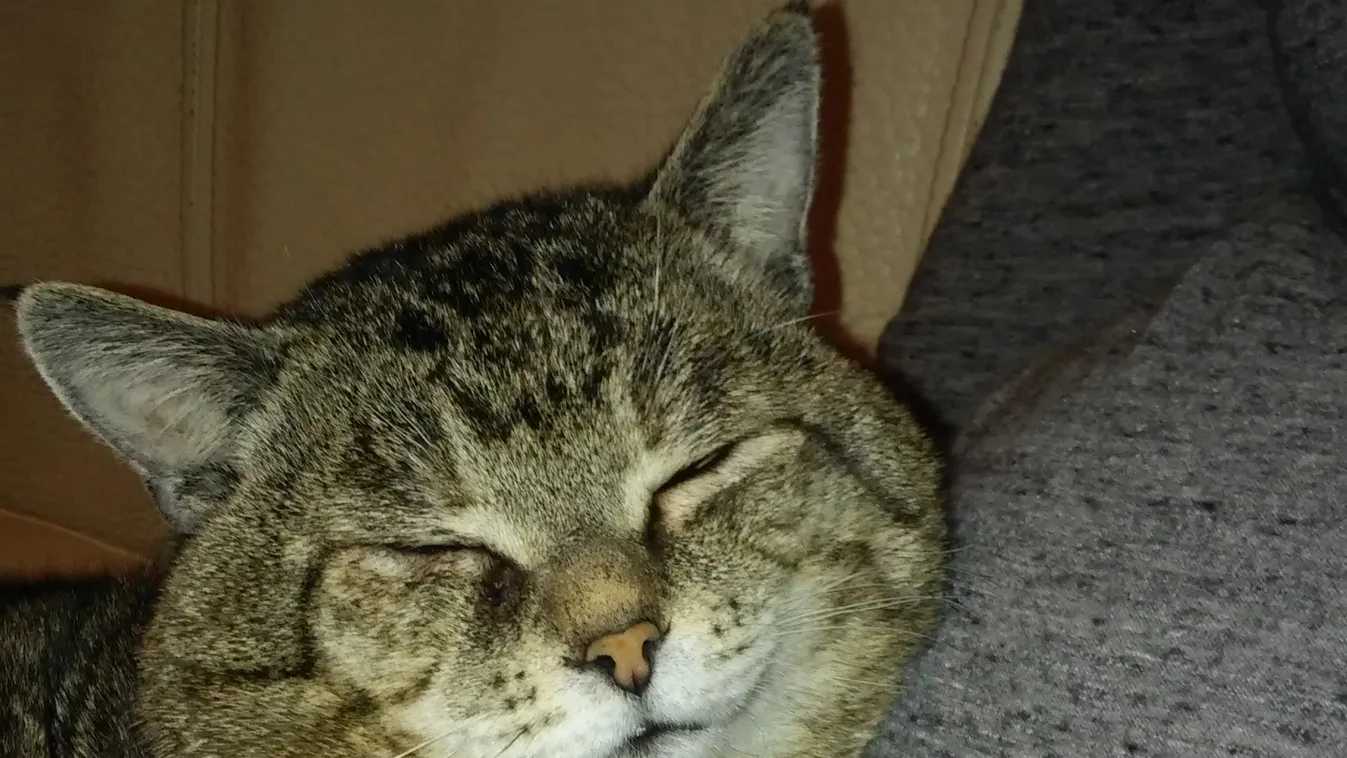 A macska meg a baba nem hagy aludni