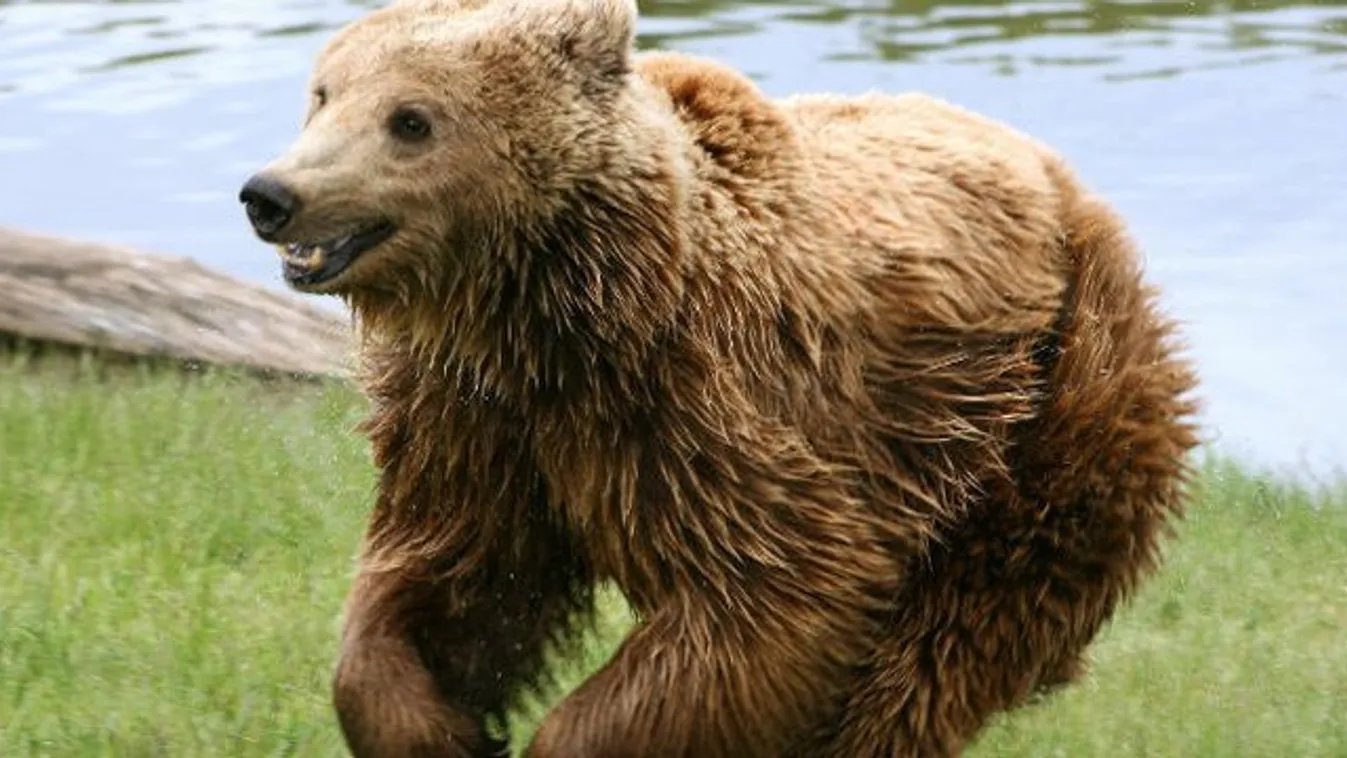 Medvével találkoztak a kirándulók az Aggteleki Nemzeti Parkban – videó