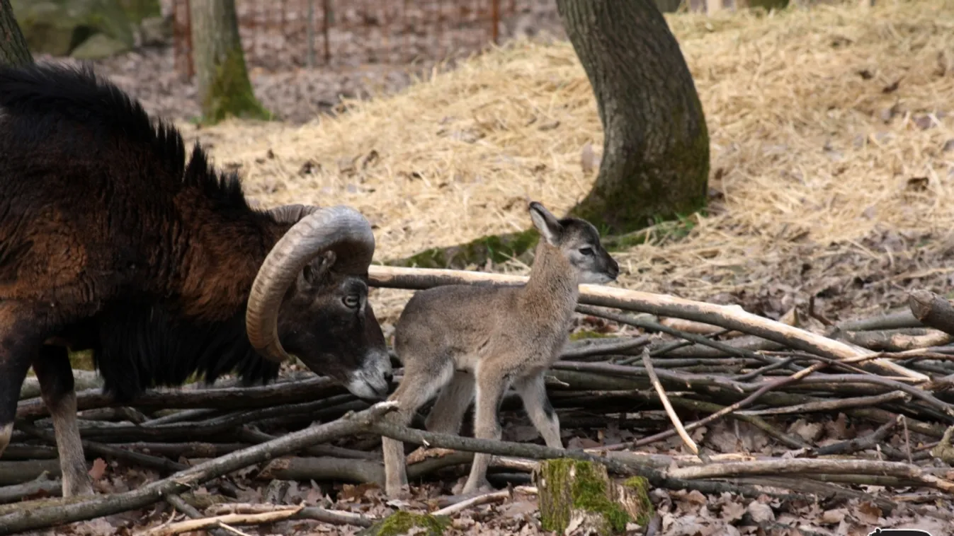 Három új arcocska figyel a muflonok kifutójában Budakeszin