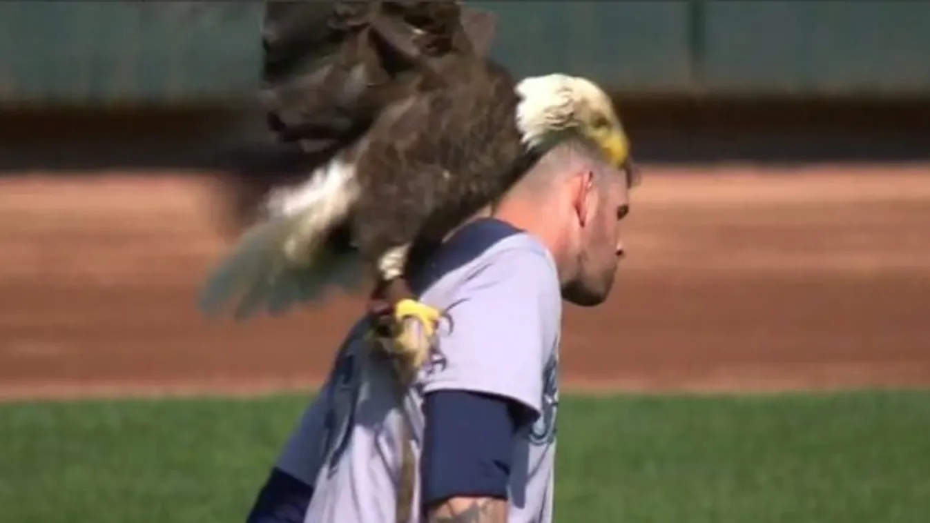 Sas támadt a baseball játékosra