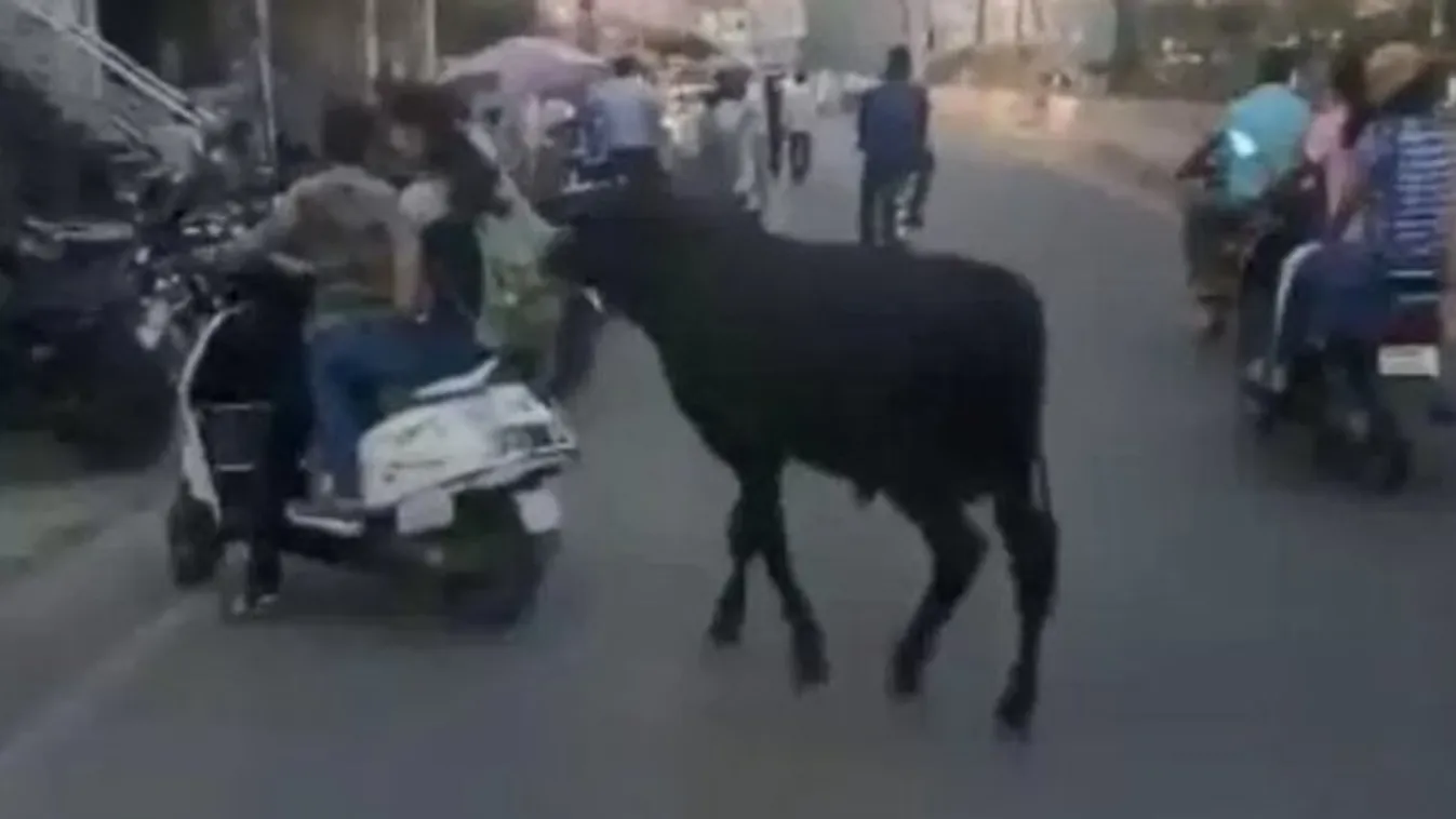 Felajzott bika teperte le a robogós nőt – videó 18+