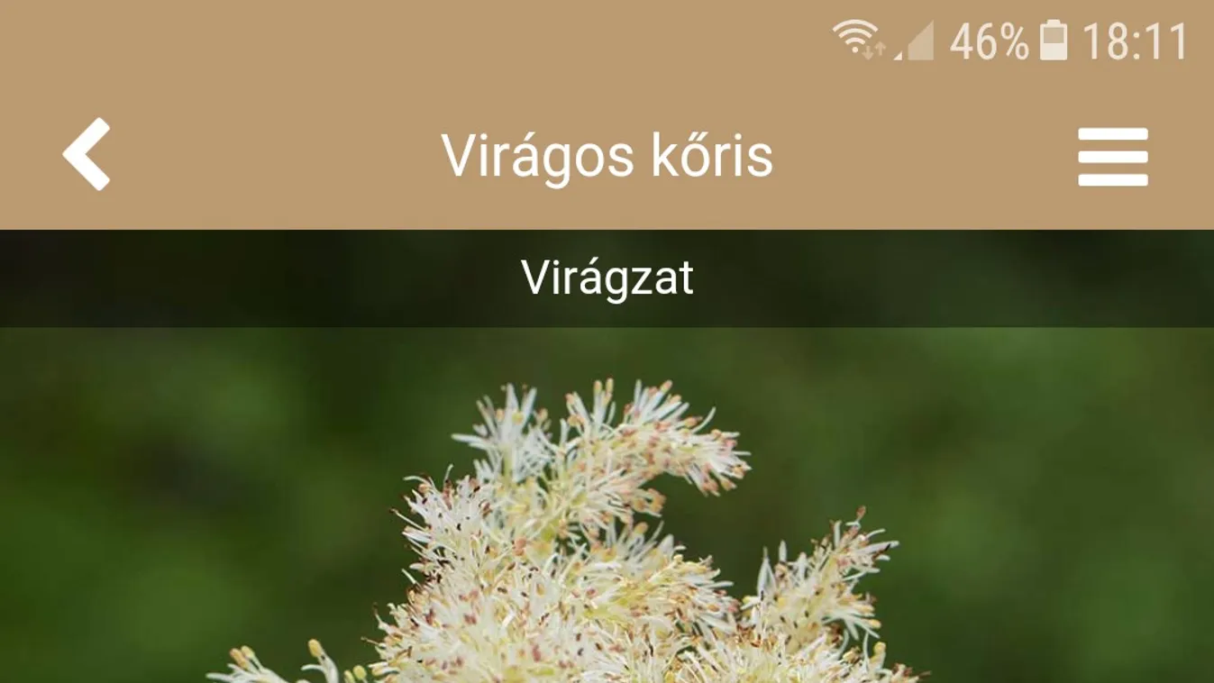 A kis magyar fahatározó applikációt a túrázók imádni fogják