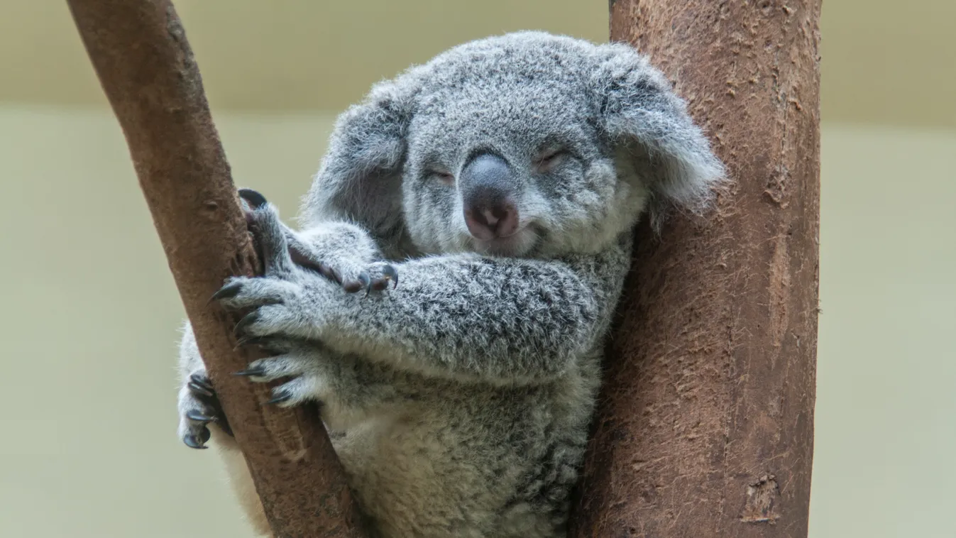 Ma ünnepli Ausztrália a vadon élő koalákat