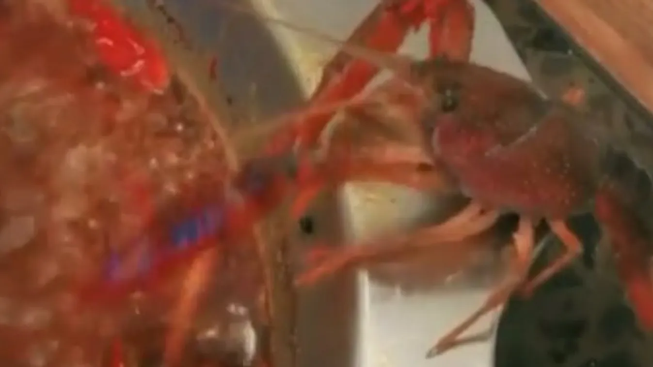 Saját ollóját áldozta fel a rák, hogy megmeneküljön a levesből - videó