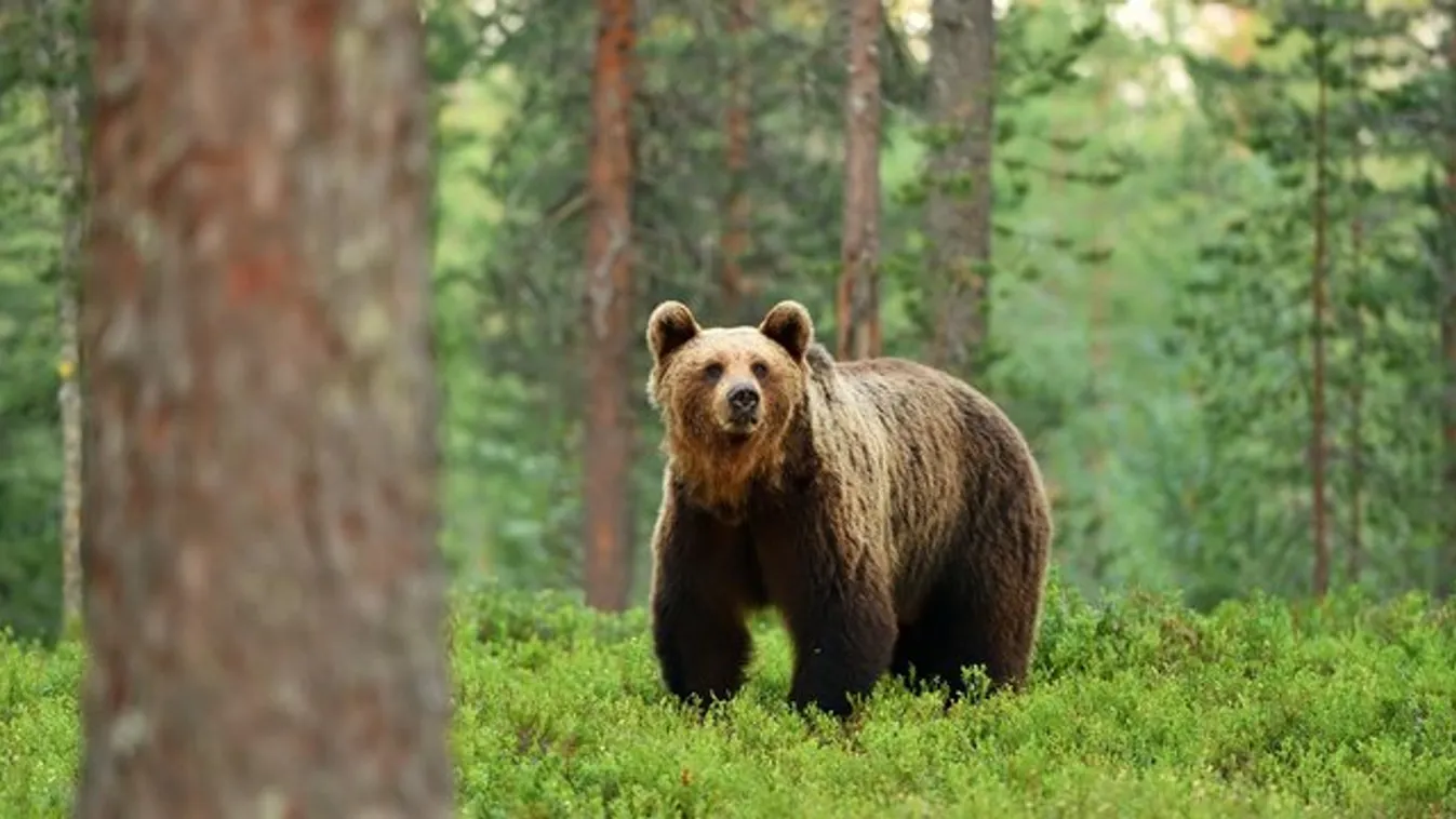 Vackor maci bement az abonyi iskolába