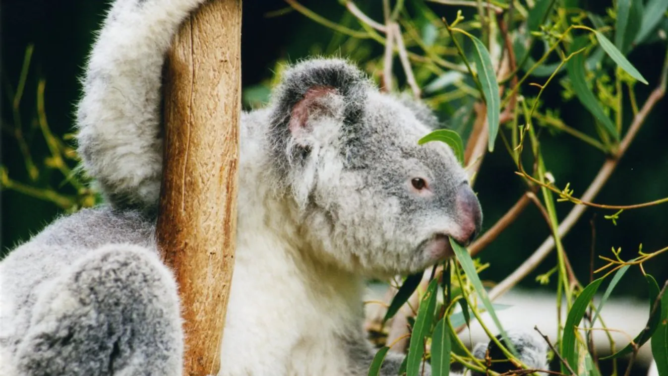 Koala és pillangó barátsága - szívmelengető videó terjed a világhálón