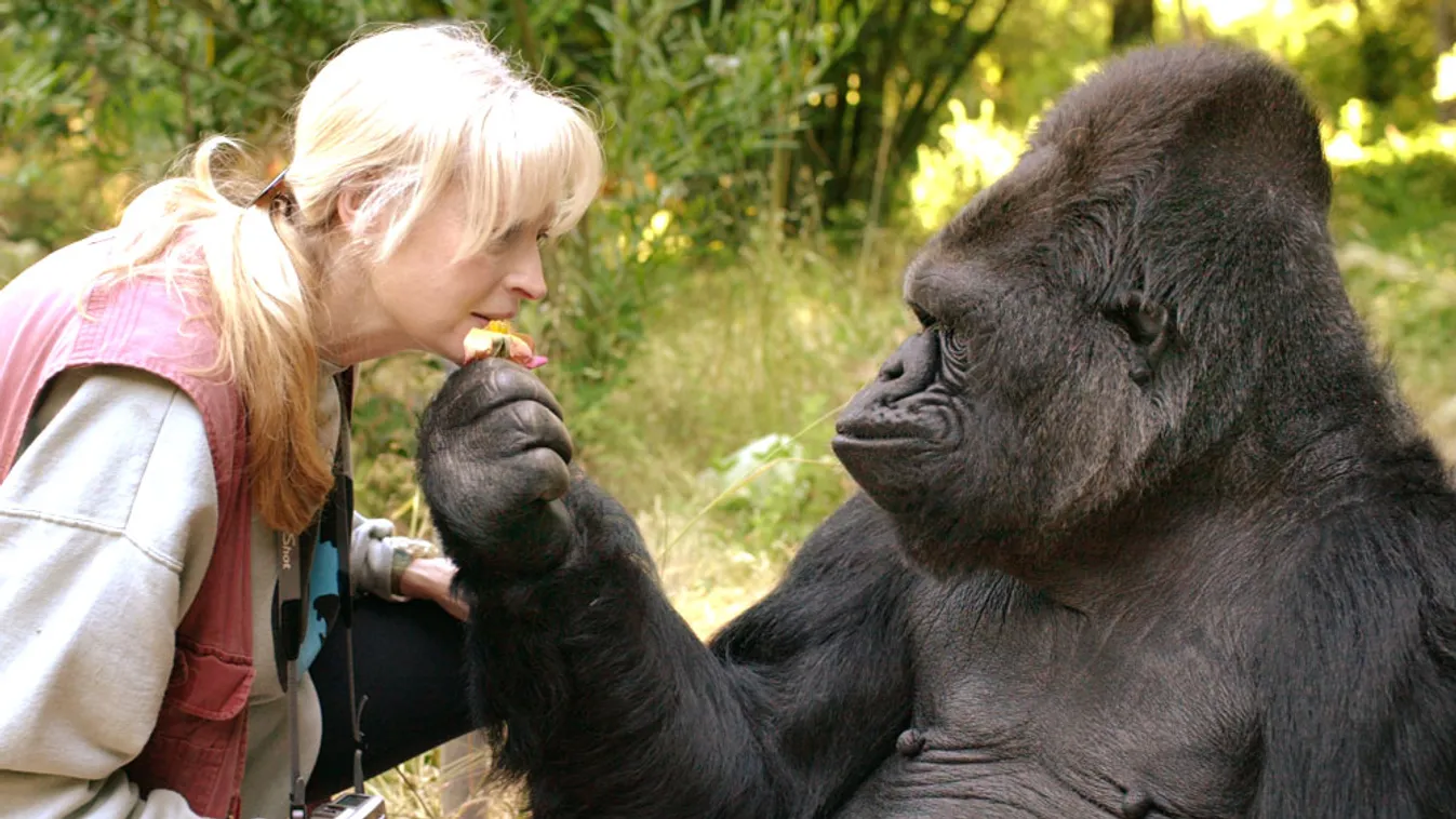 Meghalt Koko, a gorilla, aki jelbeszéddel kommunikált az emberrel