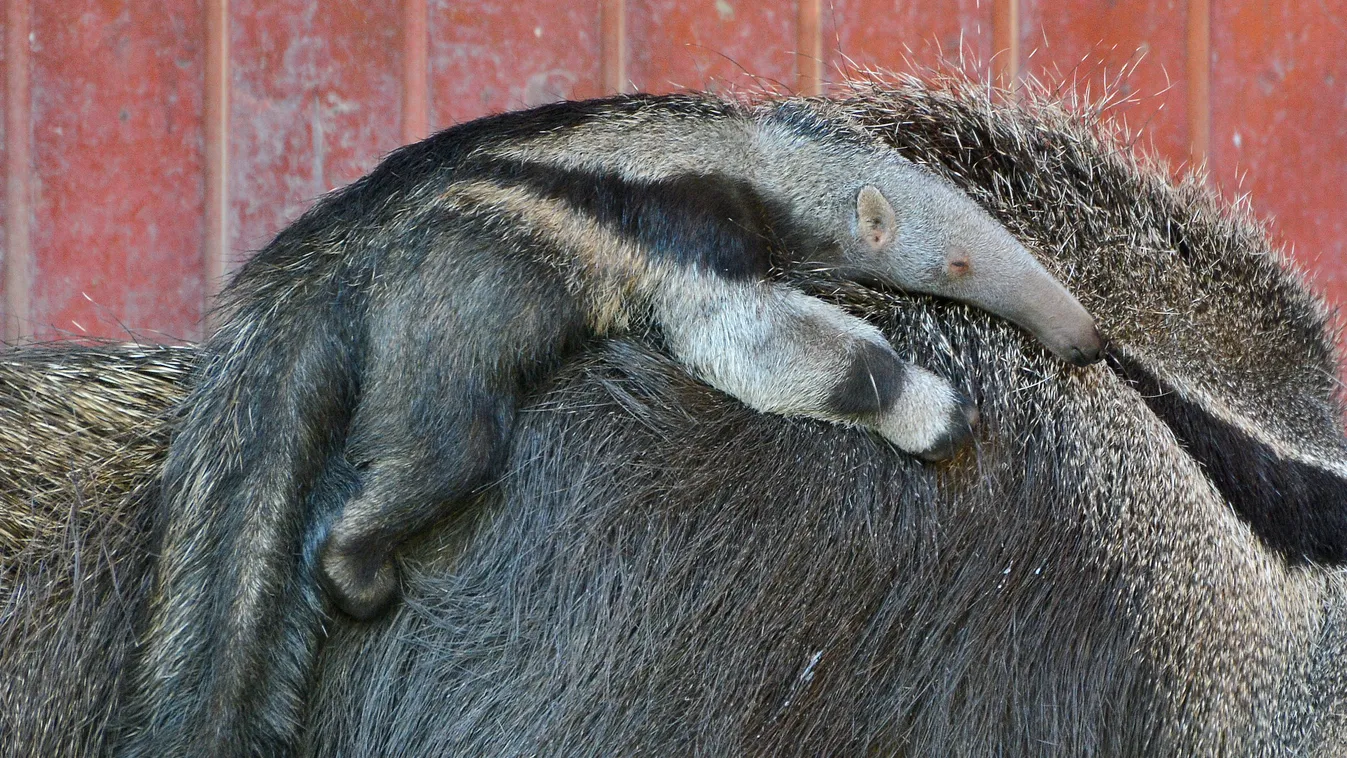 Sörényeshangyász- és matakókölykök mutatkoztak be az Állatkertben