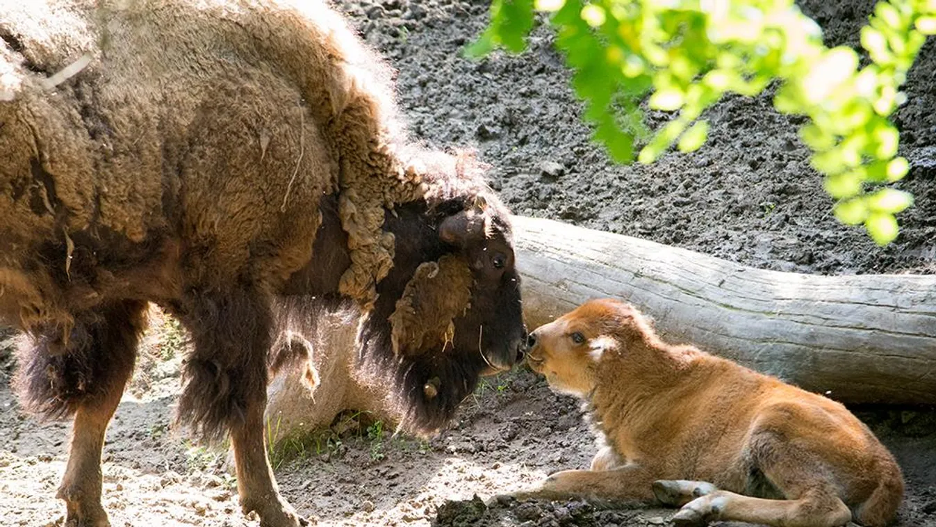 Amerikai bölénybébivel gyarapodott a Nyíregyházi Állatpark