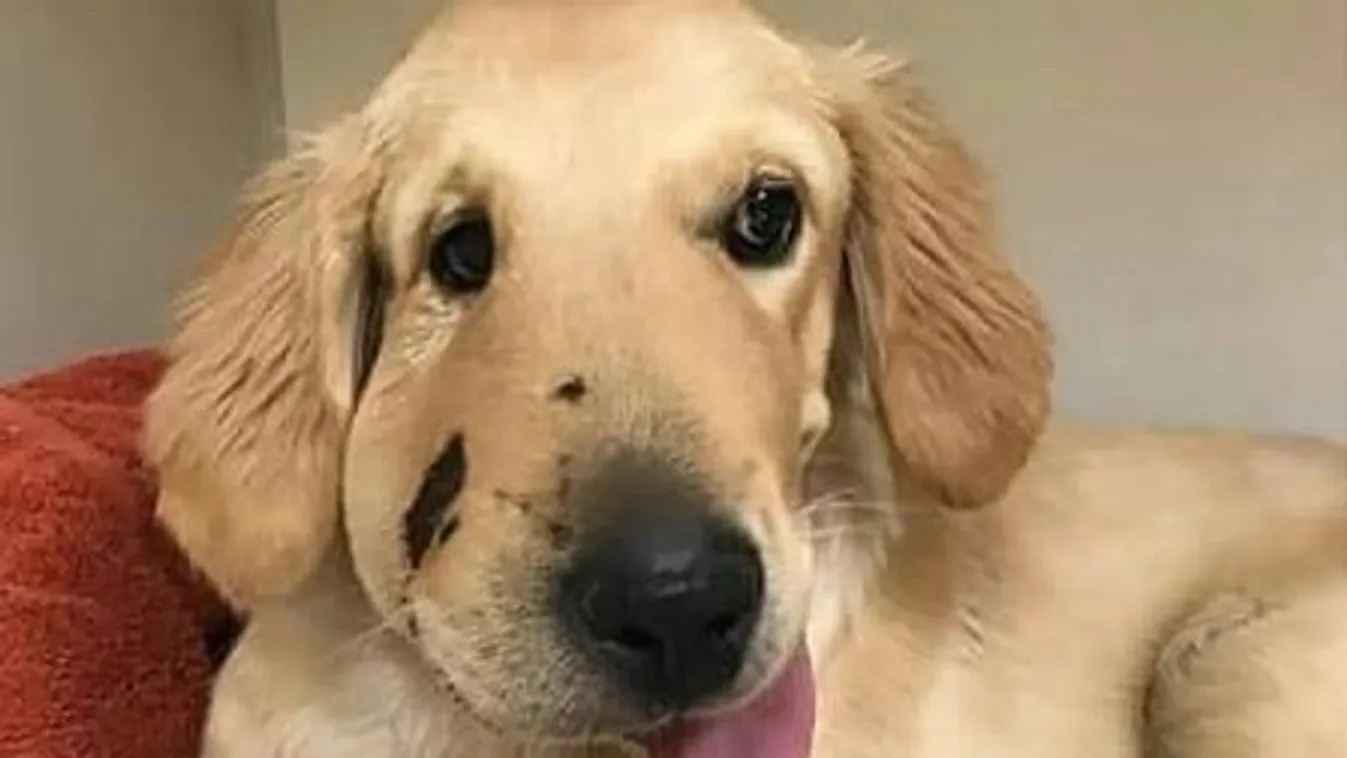 Elképesztő, mitől mentette meg gazdáját ez a csodaszép golden retriever