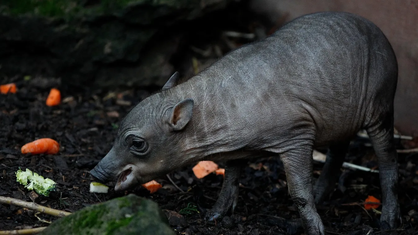 Ritka babirussza malackák születtek egy angol állatkertben