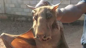 Vérfarkast fogtak a vérhold éjszakáján?