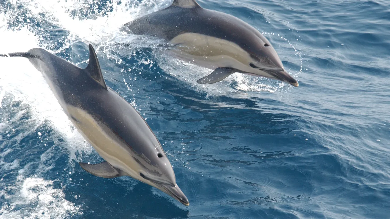 Visszatértek volna a közönséges delfinek a horvát Adriára?
