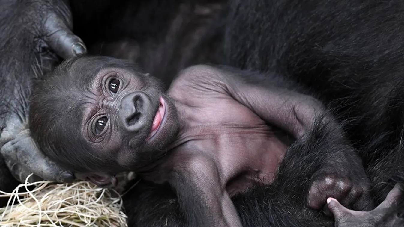 A mamája mellkasán szendergő hegyi gorilla kislánytól olvadozik most a net