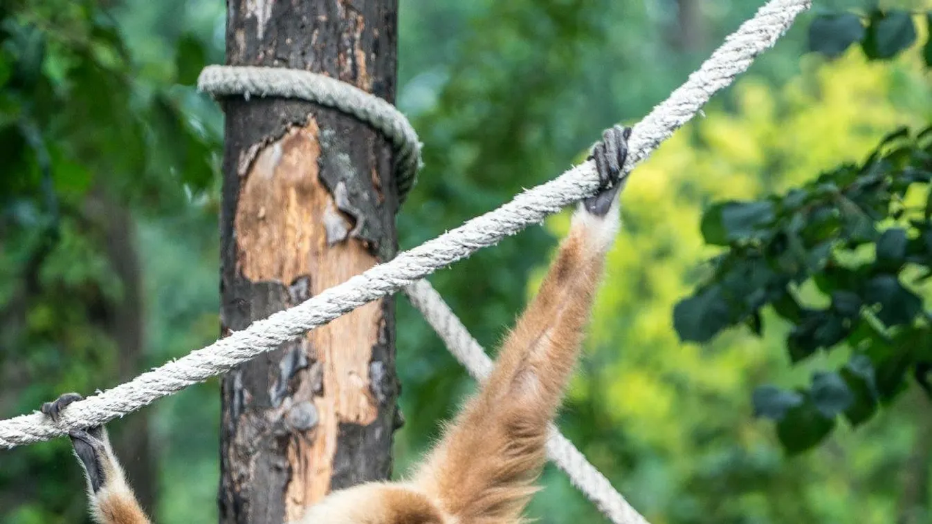 Fehérkezű gibbon született a Nyíregyházi Állatparkban!