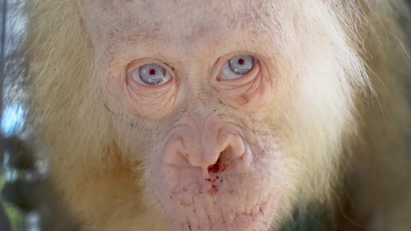 Még nem térhet vissza a vadonba a világ egyetlen albínó orangutánja