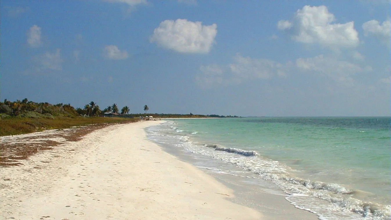Hal- és teknőstetemek hevernek Florida strandjain