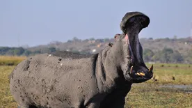 Víziló végzett a fotózni próbáló tajvani turistával Kenyában