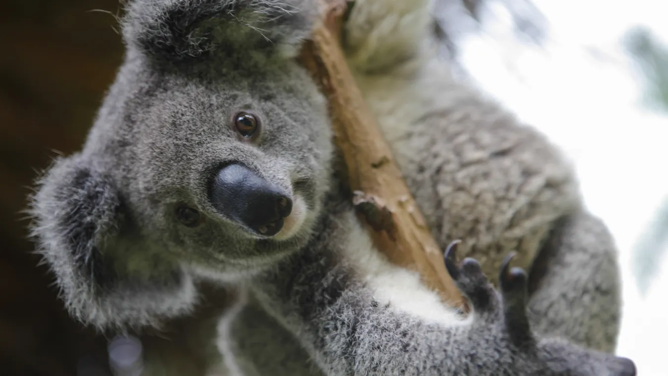 Két koala is elpusztult egy belga állatkertben