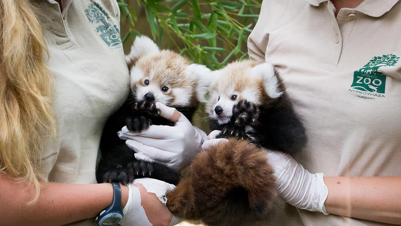 Videón cukiskodik a Nyíregyházi Állatpark mini vörös panda ikerpárja