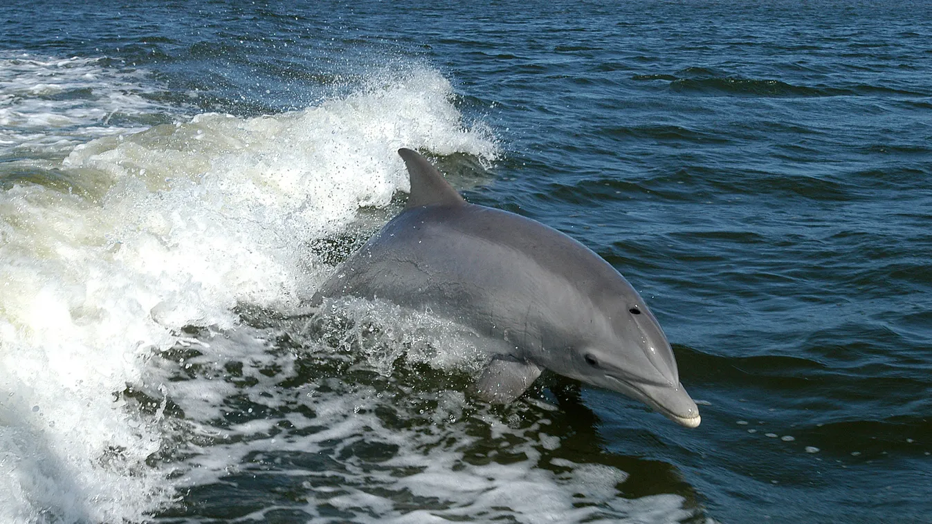 Ezen a hajókiránduláson garantáltan találkozik delfinekkel