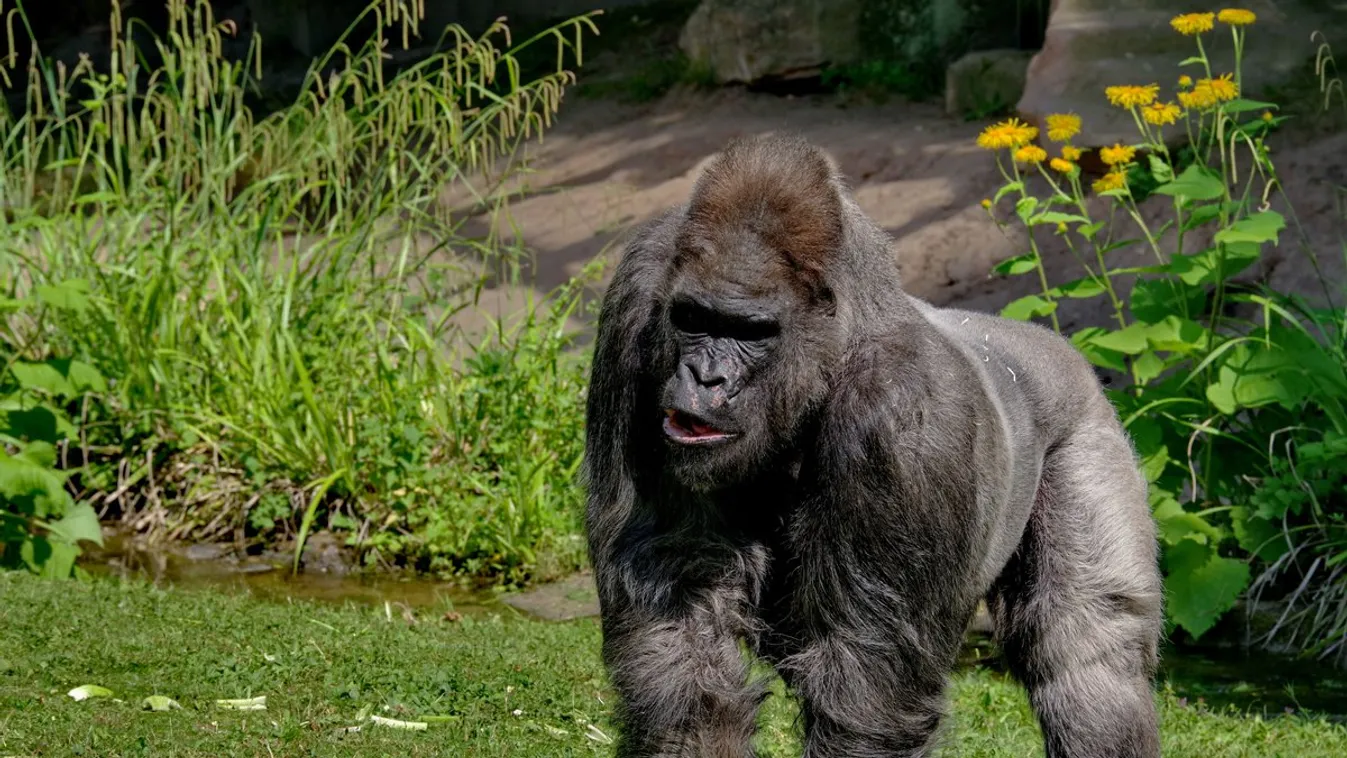 Elaltatták Fritzet, a legöregebb európai állatkerti gorillát
