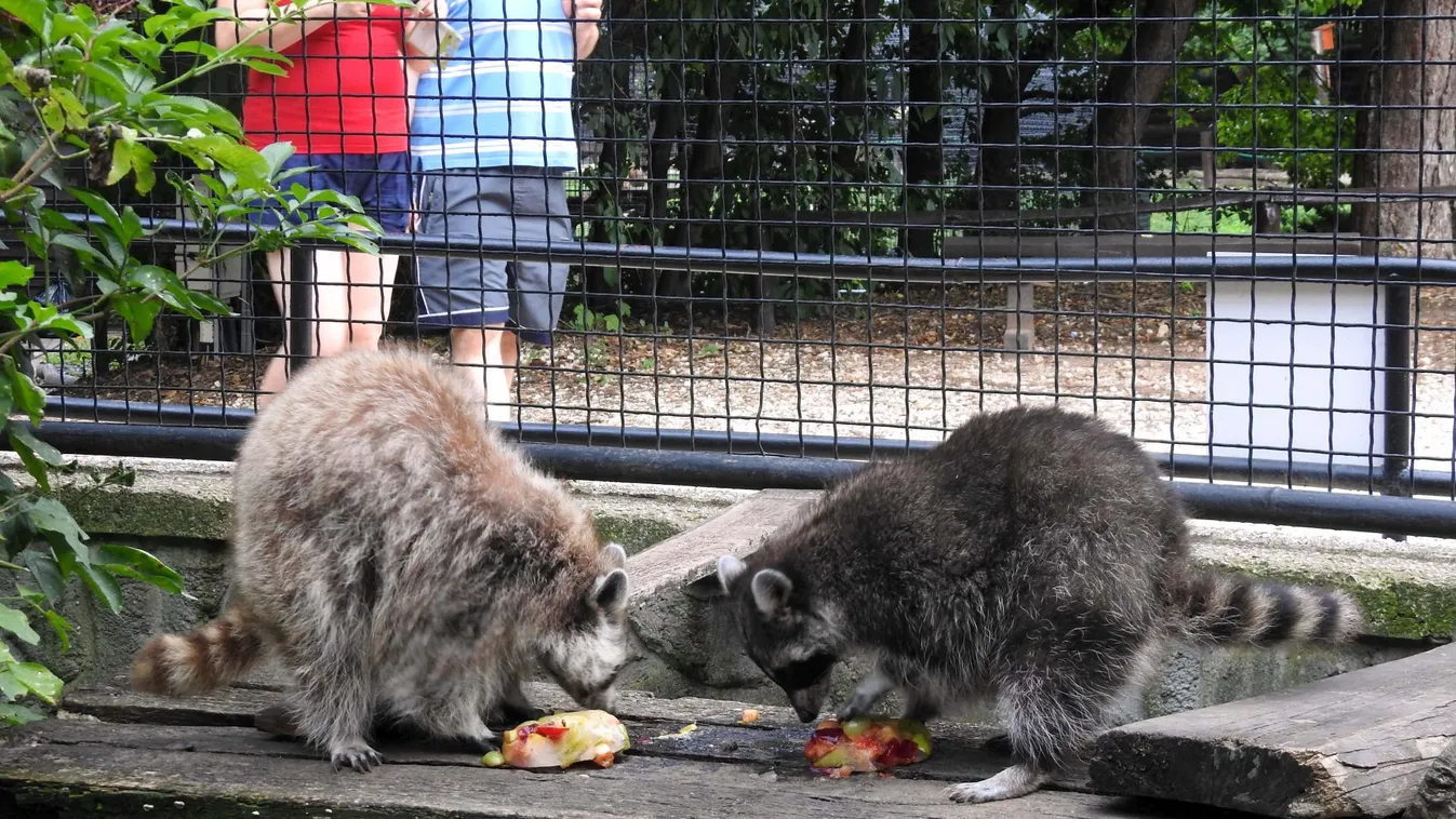 Így hűsölnek az állatok a Budakeszi Vadasparkban